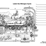 Nitrogen Cycle Diagram To Label Inspirational Nitrogen Cycle Nitrogen