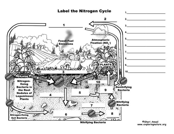 Nitrogen Cycle Diagram To Label Inspirational Nitrogen Cycle Nitrogen 