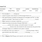 Nitrogen Cycle Fill In The Blank Worksheet Answers CycleWorksheet