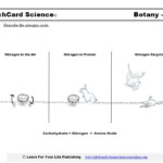 Nitrogen Cycle Worksheet