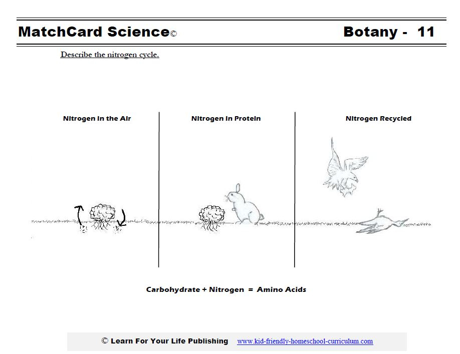 Nitrogen Cycle Worksheet