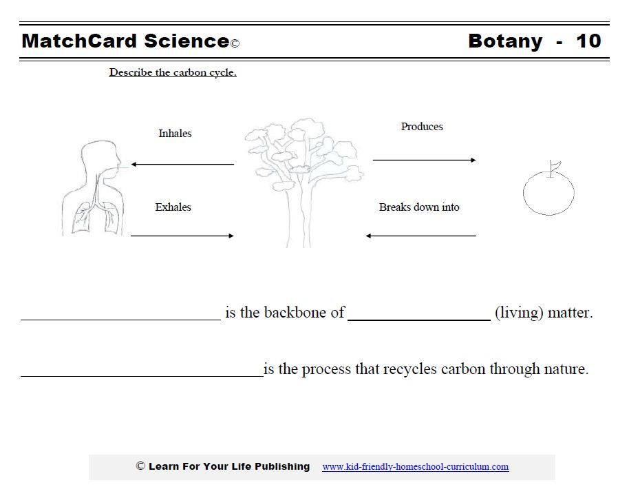 Nitrogen Cycle Worksheet Answer Key Worksheet