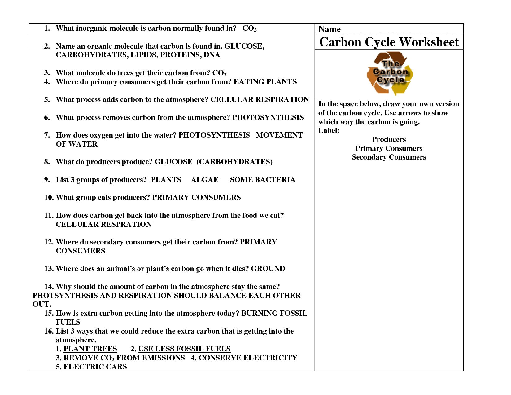 Nitrogen Cycle Worksheet Answer Key