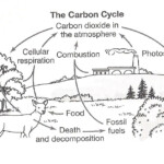 Nitrogen Illustration Google Search Carbon Cycle Nitrogen Cycle