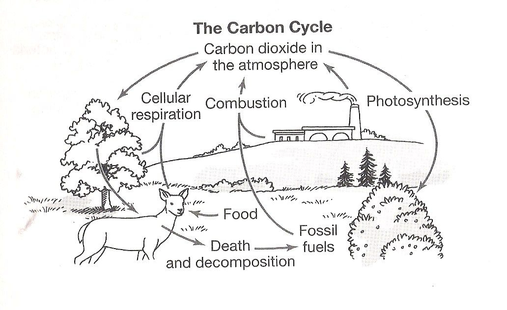 Nitrogen Illustration Google Search Carbon Cycle Nitrogen Cycle 