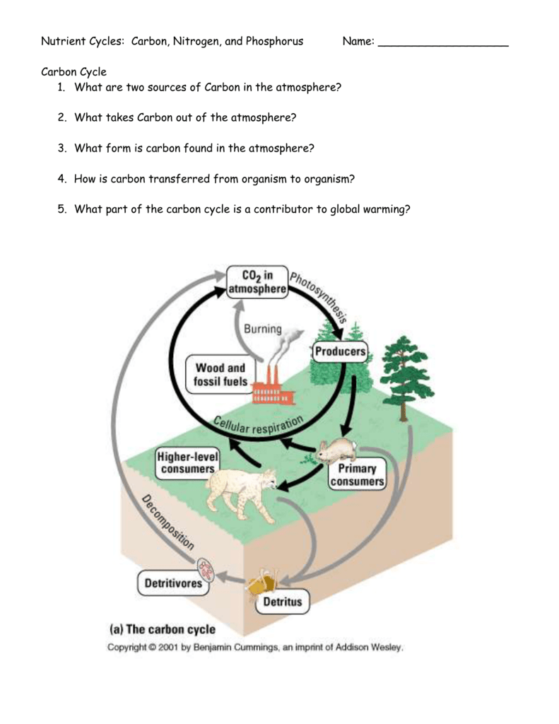 Nutrient Cycles Worksheet Answers