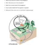 Nutrient Cycles Worksheet Answers