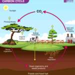 Nutrient Cycling Difference Between Carbon Cycle And Phosphorus Cycle