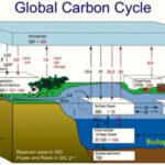 Ocean Food Web Is Key In The Global Carbon Cycle