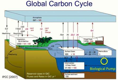 Ocean Food Web Is Key In The Global Carbon Cycle