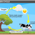 Oxygen Cycle An Overview Uses Production And Facts About Oxygen