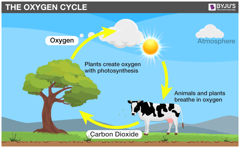 Oxygen Cycle An Overview Uses Production And Facts About Oxygen