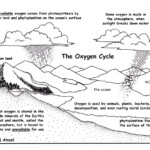 Oxygen Cycle Description And Assessment