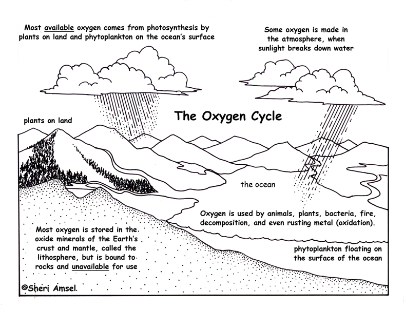 Oxygen Cycle Description And Assessment