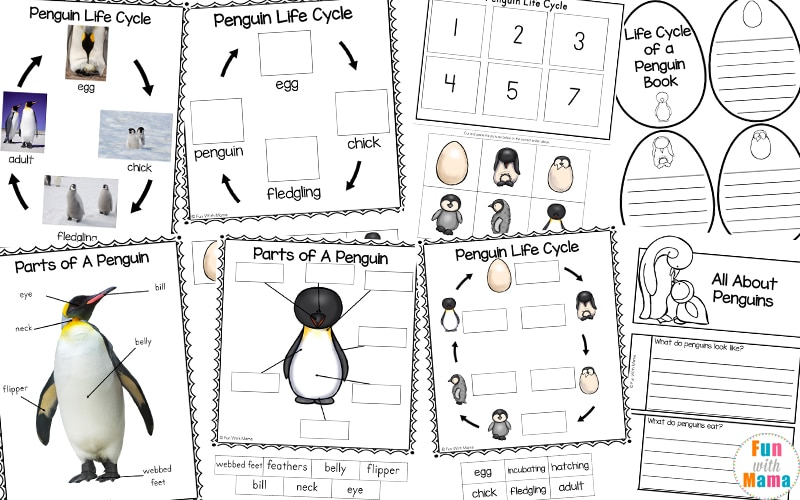 Penguin Life Cycle Fun With Mama