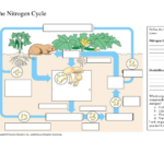 Phosphorus Cycle Diagram Worksheet Free Download Gambr co