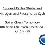 Phosphorus Cycle Reading And Worksheet The Phosphorus Cycle Worksheet