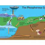 Phosphorus Cycle Science ShowMe