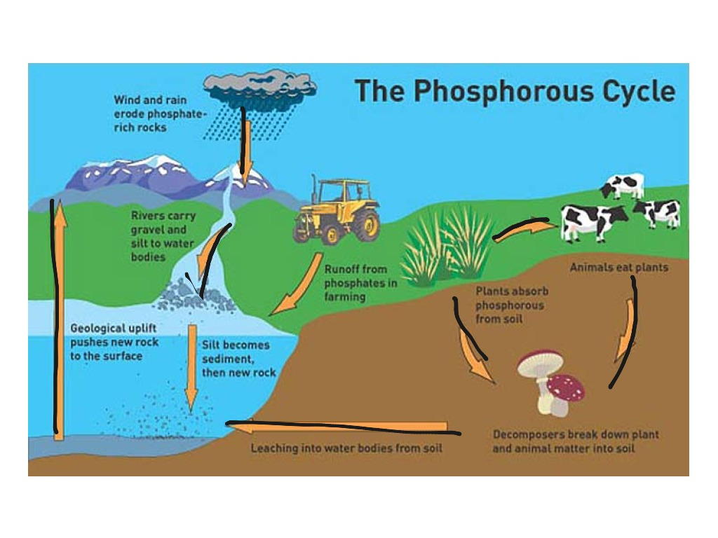 Phosphorus Cycle Science ShowMe