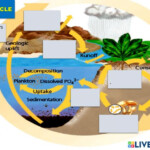 Phosphorus Cycle Worksheet