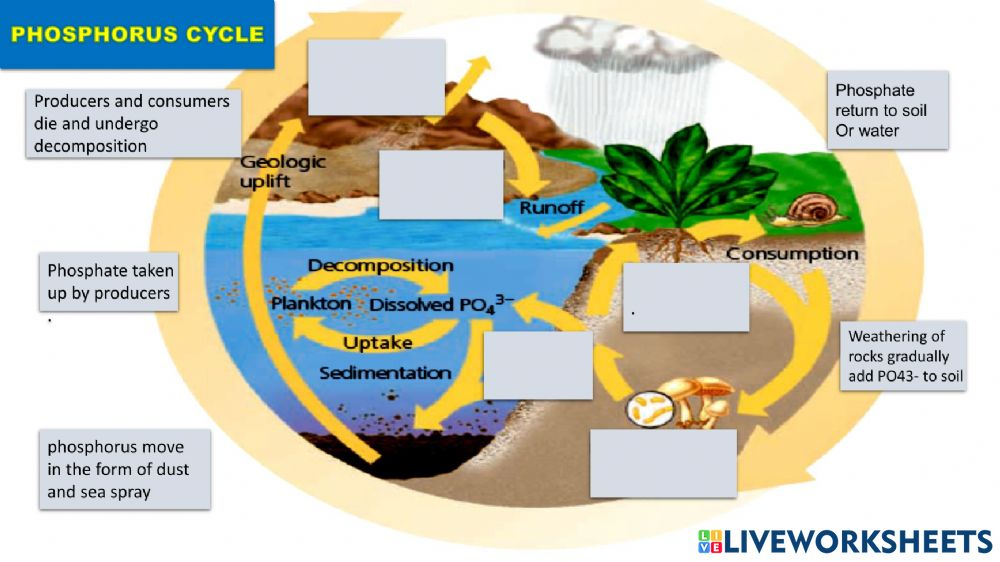 Phosphorus Cycle Worksheet