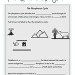 Phosphorus Cycle Worksheet Electrical Schematic Diagram Pictures