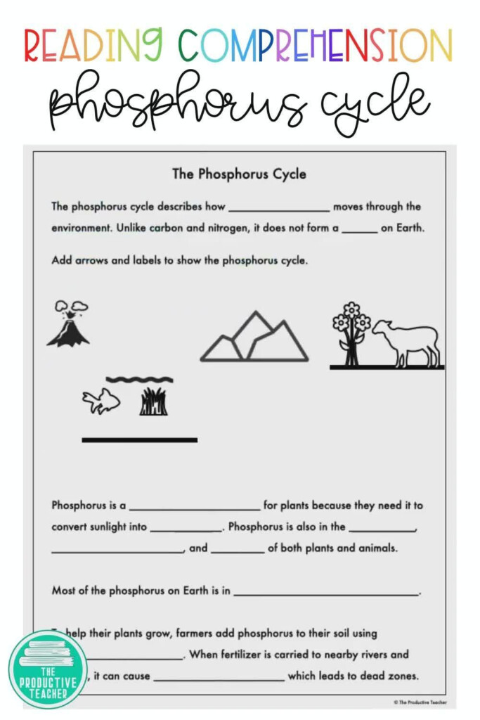 Phosphorus Cycle Worksheet Electrical Schematic Diagram Pictures 