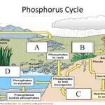 Phosphorus Cycle Worksheet The Phosphorus Cycle Science Learning Hub