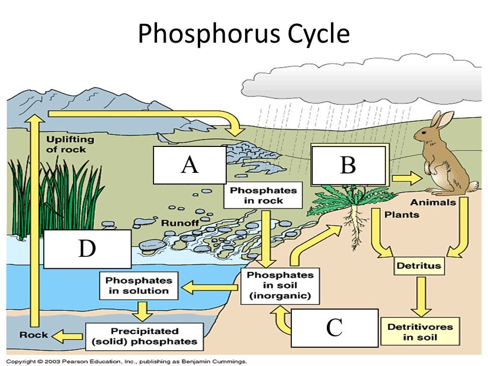 Phosphorus Cycle Worksheet The Phosphorus Cycle Science Learning Hub 