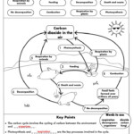 Photosynthesis And Cellular Respiration Crossword Answer Key