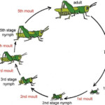 Pin En Lifecycle Of A Grasshopper