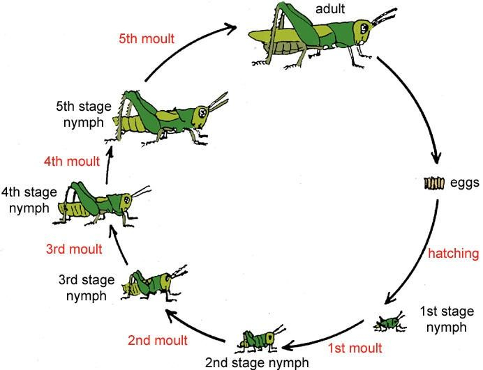 Pin En Lifecycle Of A Grasshopper