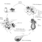 Pin On Teaching Loves Honeybee Theme Unit