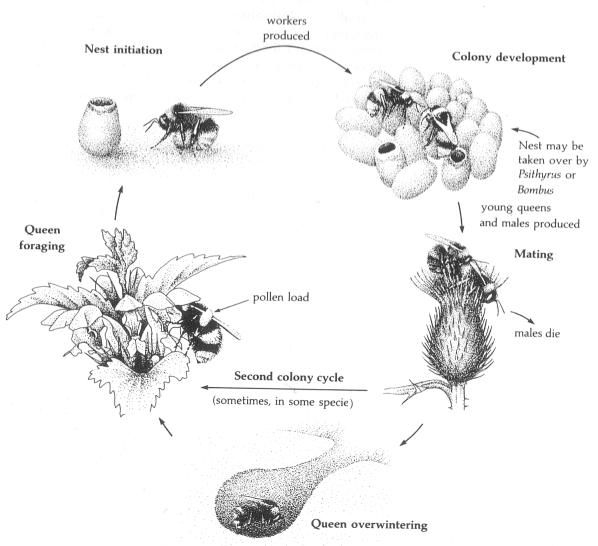 Pin On Teaching Loves Honeybee Theme Unit