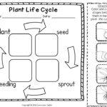 Plant Investigation Unit All About Plants Life Cycle And Needs