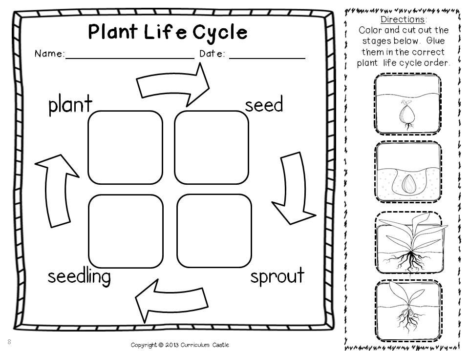 Plant Investigation Unit All About Plants Life Cycle And Needs 