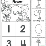 Plant Life Cycle For Kindergarten Worksheet