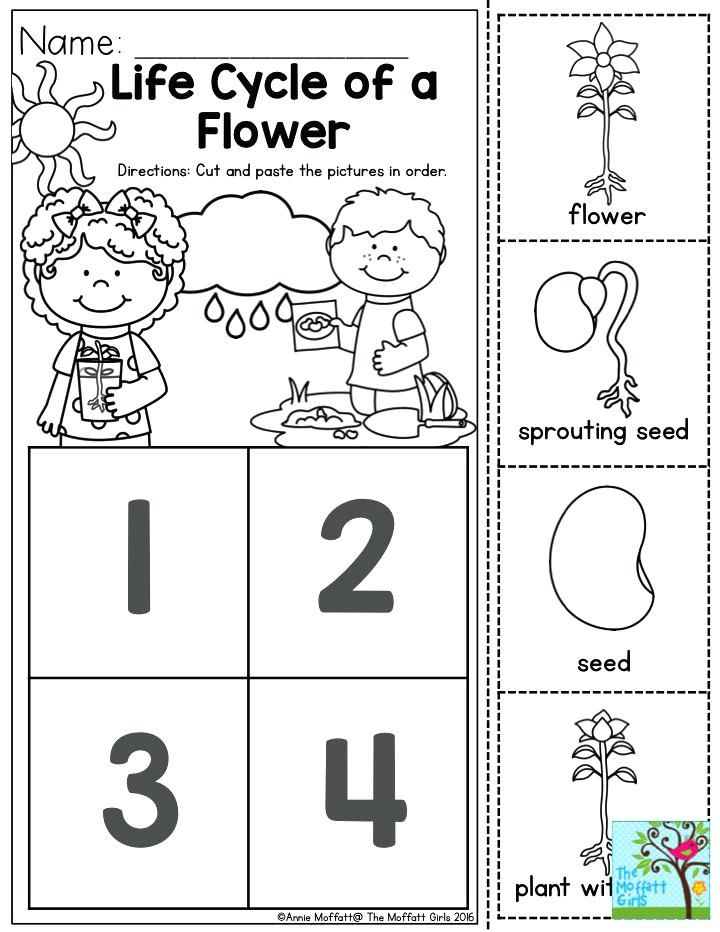 Plant Life Cycle For Kindergarten Worksheet