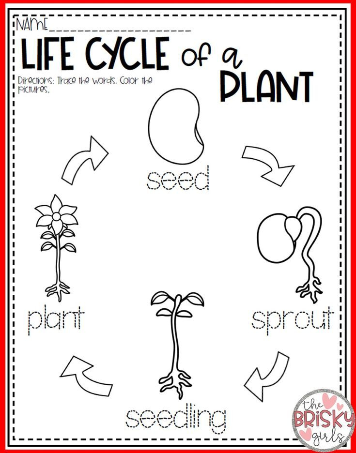 Plant Life Cycle Worksheet Kindergarten For The Successful Site Diaporama