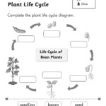 Plant Life Cycle Wushka Australia