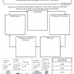 Plant Worksheets 3rd Grade