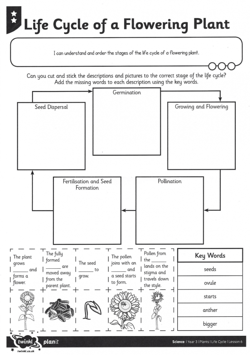 Plant Worksheets 3rd Grade