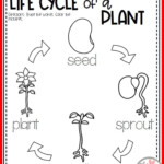 Plants All About Plants Plant Life Cycle Seed To Plant Plants