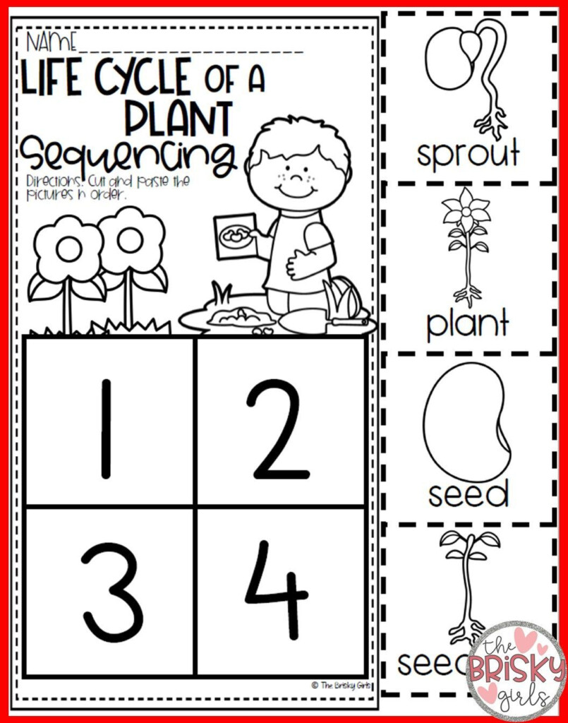 Plants All About Plants Plant Life Cycle Seed To Plant Take Home 