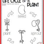 Plants Kindergarten Plants First Grade Plant Life Cycle Parts Of