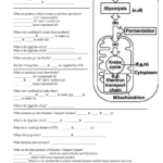 Pogil Activities For Ap Biology Answer Key Glycolysis And The Krebs