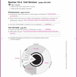 Pogil Answer Key The Cell Cycle
