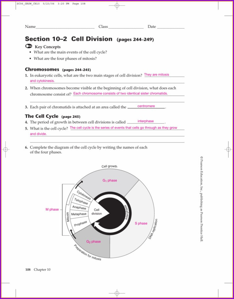 Pogil Answer Key The Cell Cycle