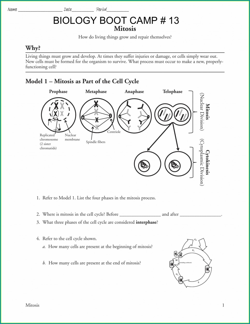  Pogil The Cell Cycle Answer Jom Coloume