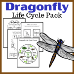 Printable Activities To Teach Dragonfly Life Cycle For Kids